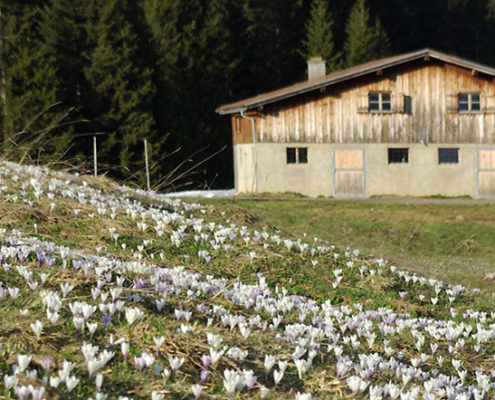 Foto Frühling