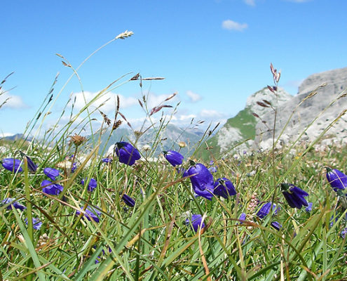 Sommer Blumen